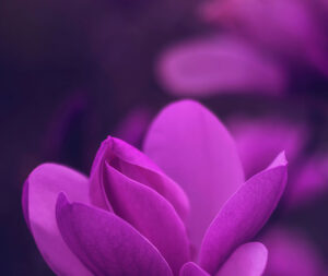 Purple flower